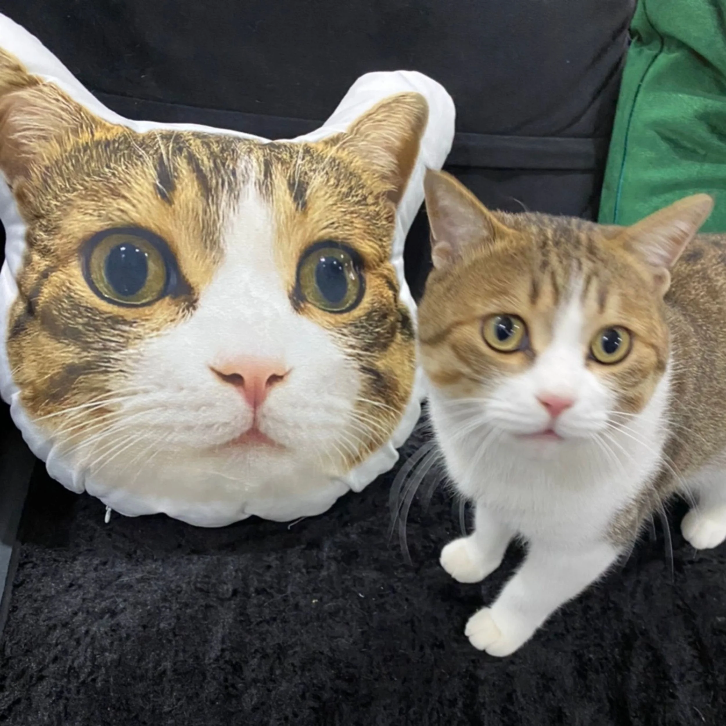 Turn Photos into Pillows - Image 5